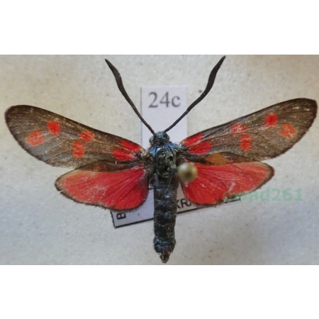 Zygaena filipendulae (Linnaeus, 1758) Kraśnik sześcioplamek Czech24c